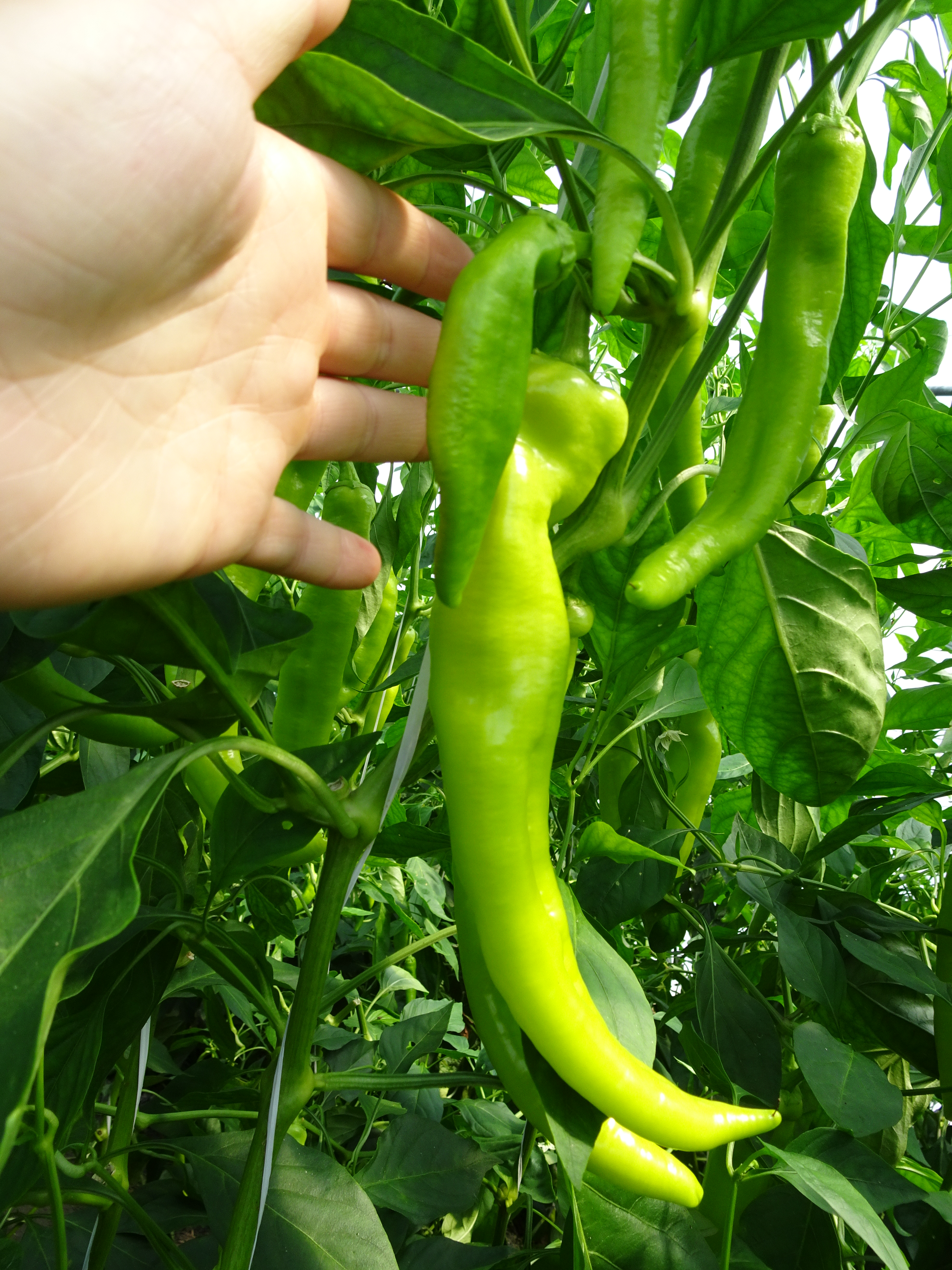 T0020 AMALGEROL-treated peppers produce more fruits, especially in the early season.