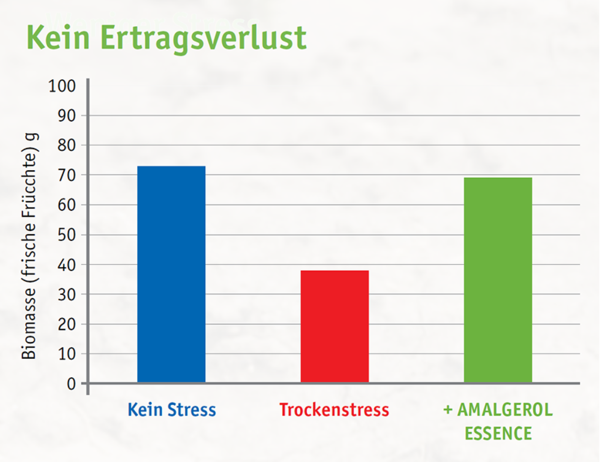 Kaum Ertragsverluste bei Behandlung mit AMALGEROL ESSENCE